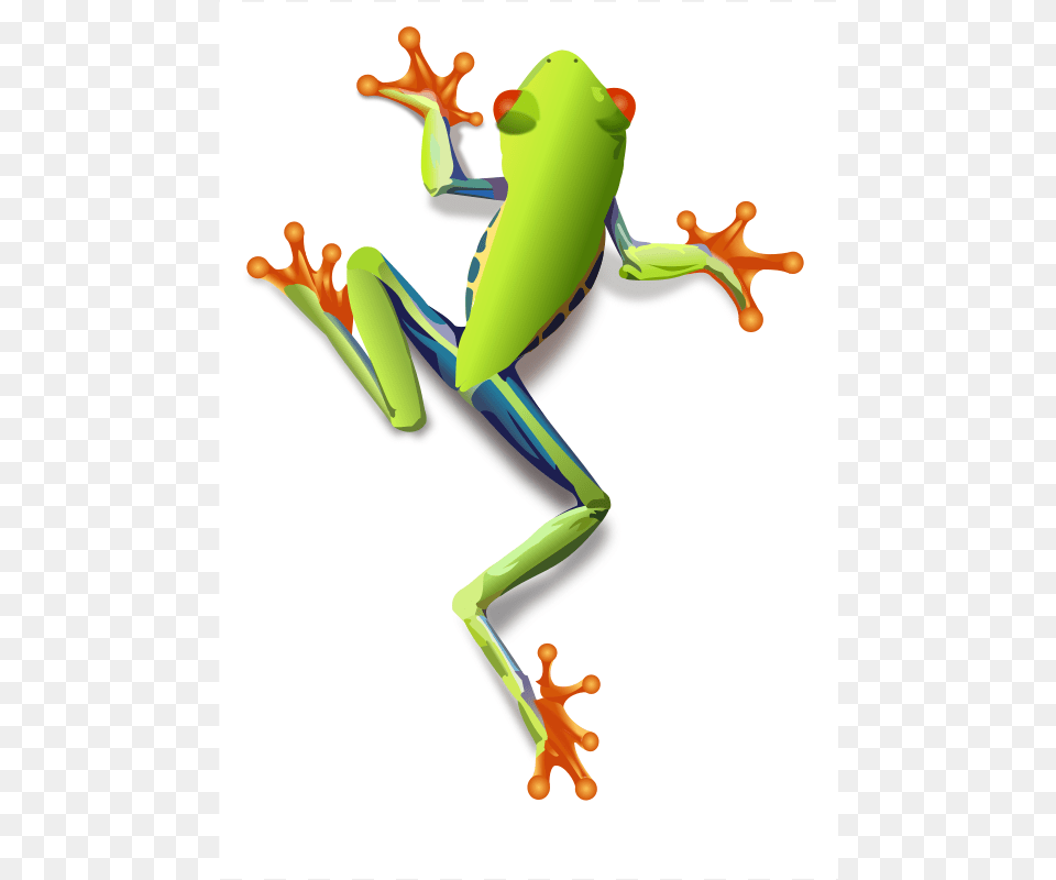 Treefrog, Amphibian, Animal, Frog, Wildlife Png