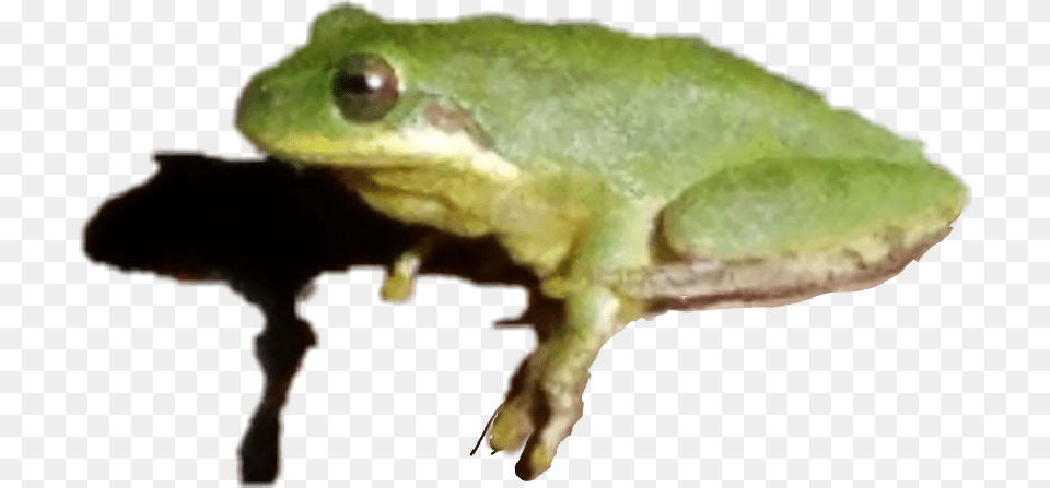 Treefrog Frog Shadowed Green Eyed Tree Frog, Amphibian, Animal, Wildlife, Tree Frog Free Transparent Png