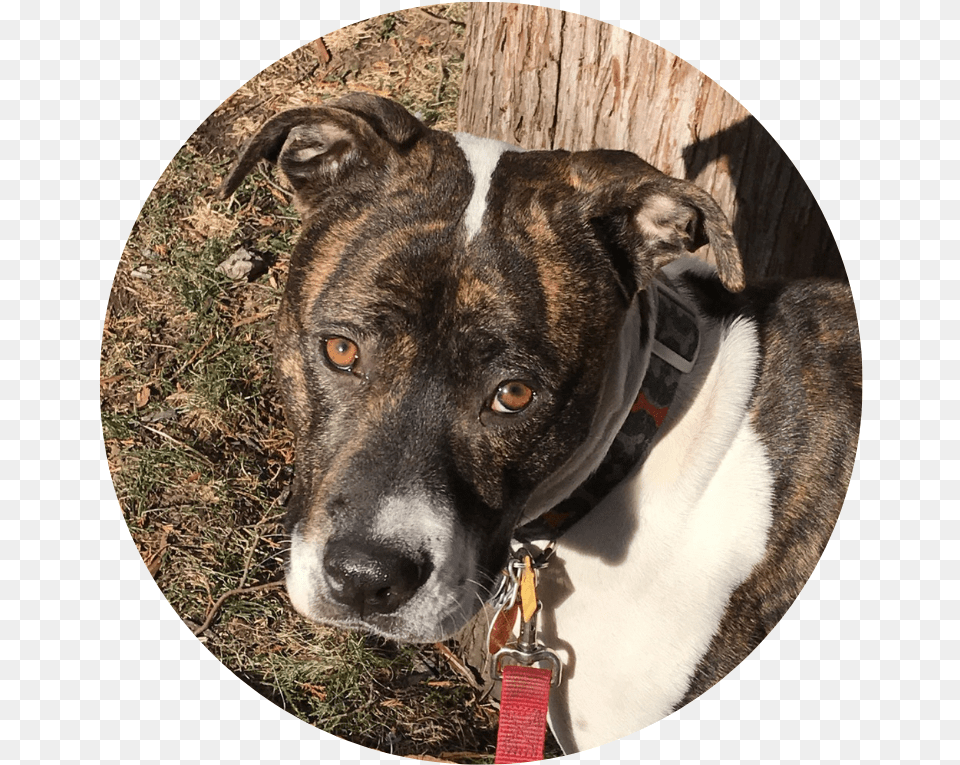 Treeing Tennessee Brindle, Photography, Animal, Canine, Dog Png Image
