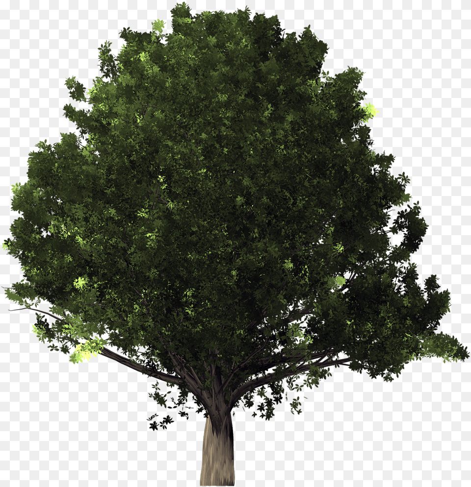 Treeplantwoody Live Oak Background Oak Tree, Plant, Sycamore, Tree Trunk, Vegetation Free Transparent Png
