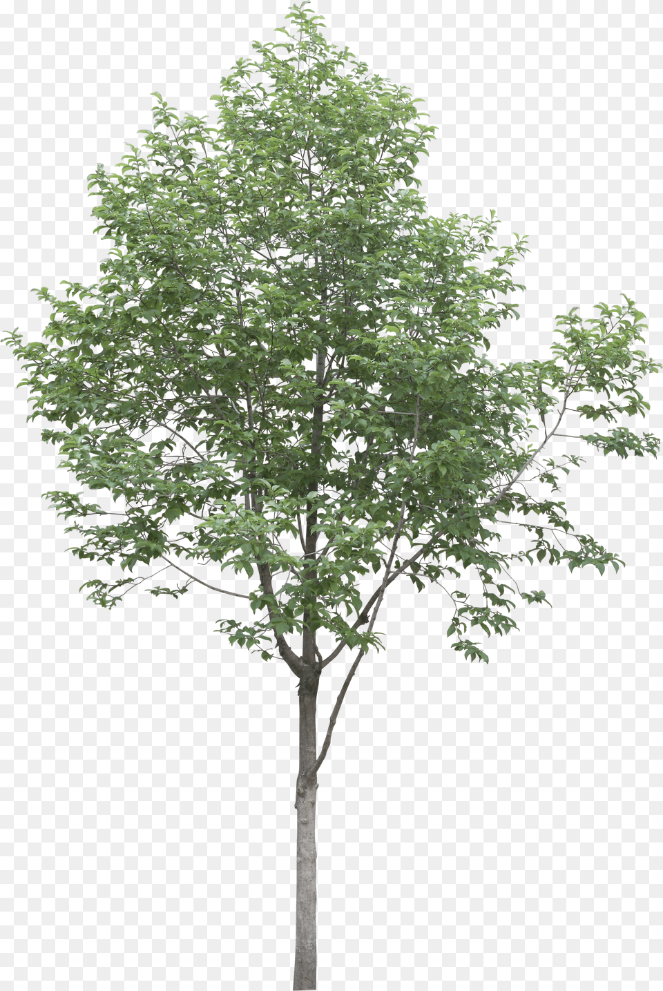 Treeplantwoody Plantcanoe Birchleafflowering Plantbirchplaneswamp Tree High Res Free Png Download
