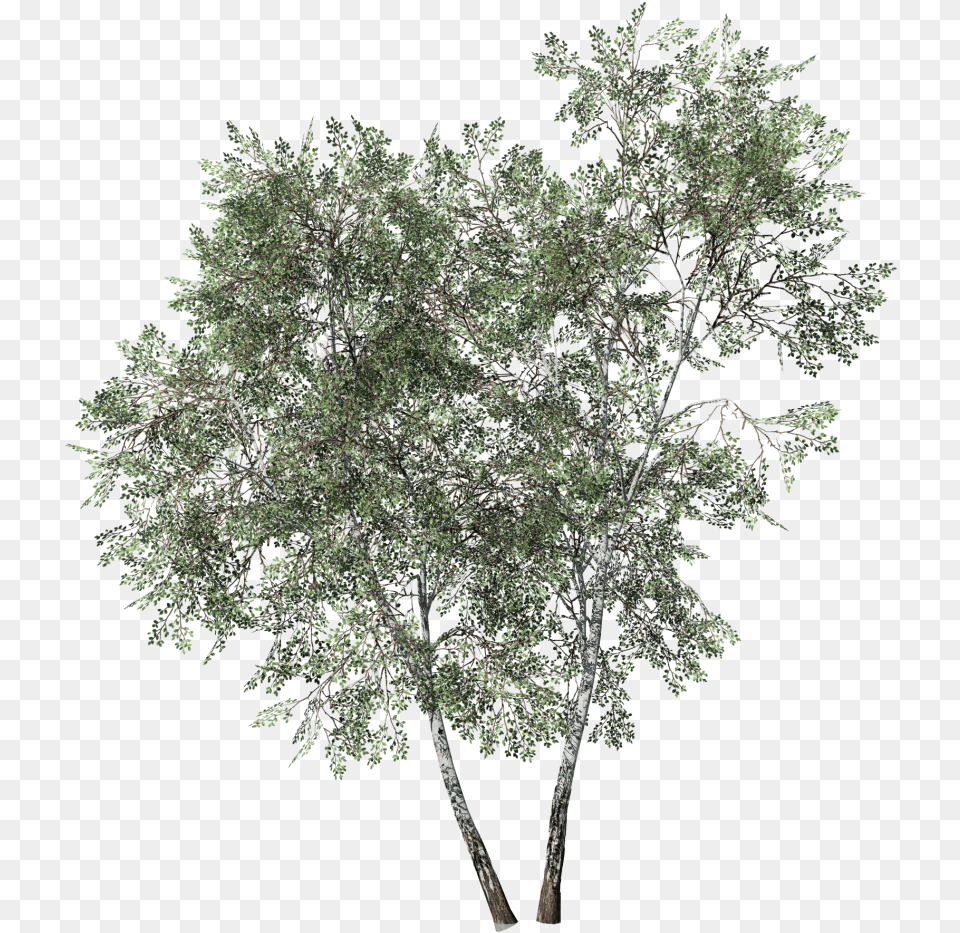 Treeplantwoody Plantleafbirchcanoe Planttwigbirch Mexican Pinyon, Oak, Plant, Sycamore, Tree Free Transparent Png