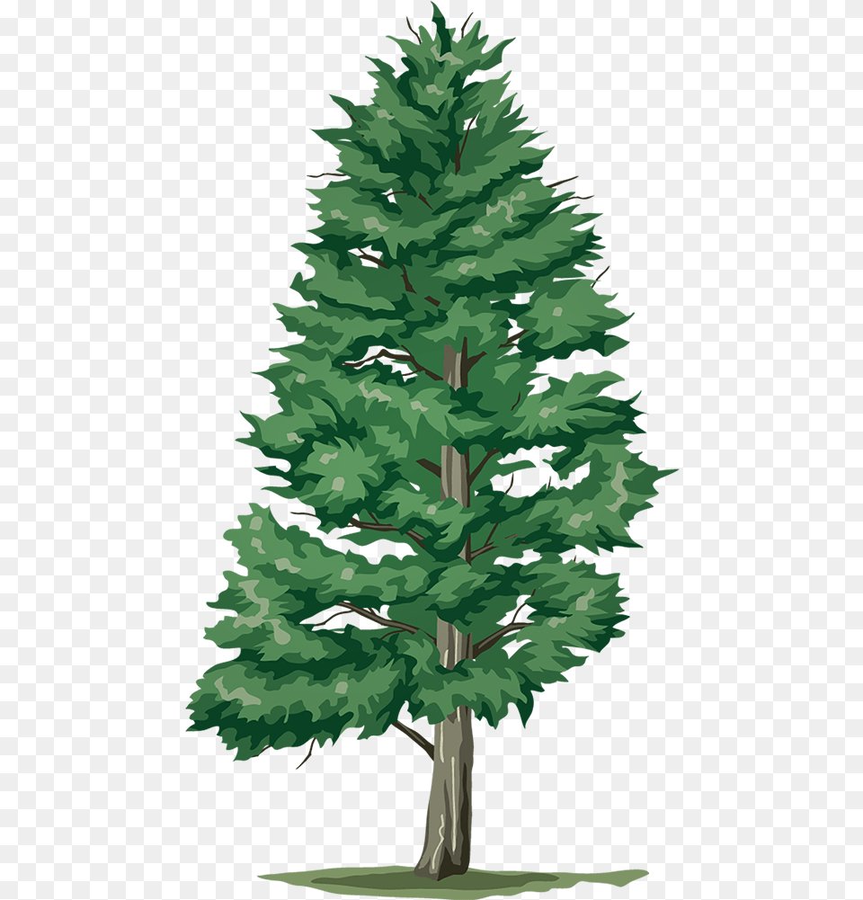 Trees, Fir, Pine, Plant, Tree Free Png