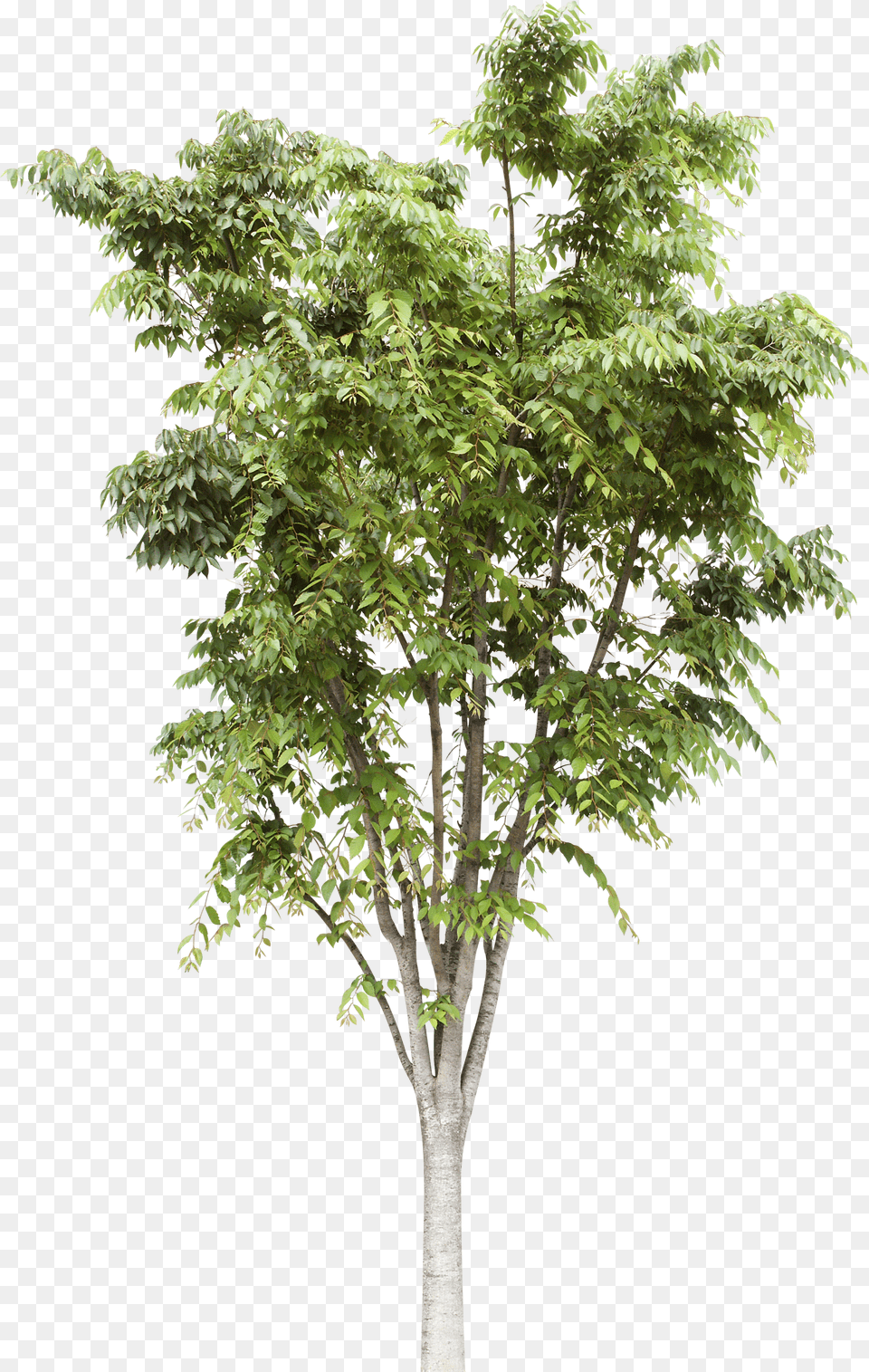 Trees Free Png Download