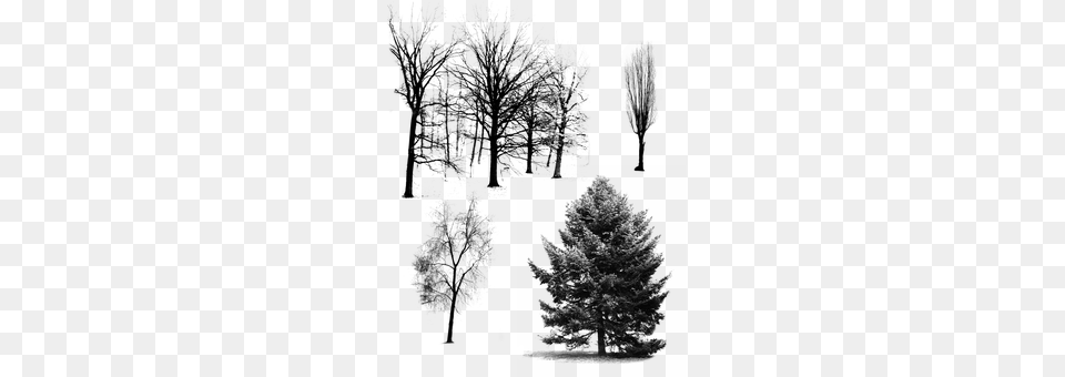Trees Gray Free Transparent Png