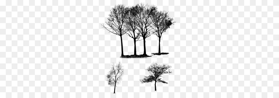 Trees Gray Free Transparent Png