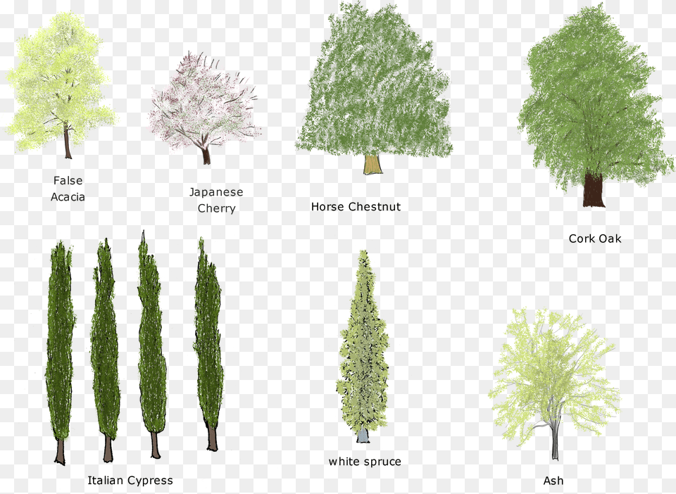 Trees, Conifer, Fir, Vegetation, Tree Free Transparent Png