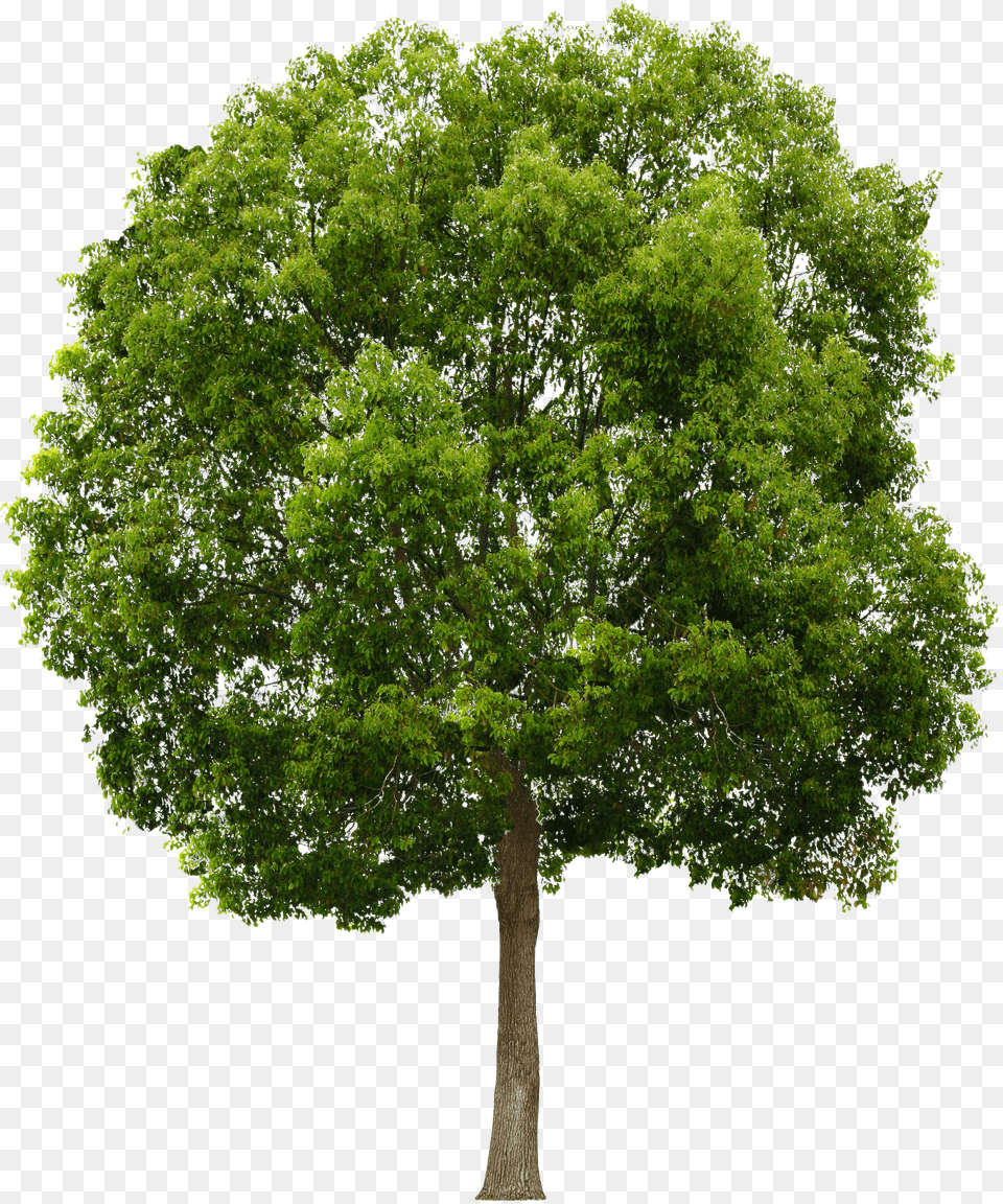 Trees Free Png