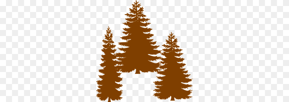 Trees Conifer, Fir, Plant, Tree Png