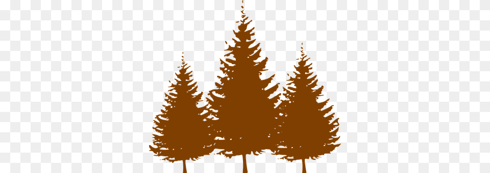 Trees Conifer, Fir, Plant, Tree Png Image