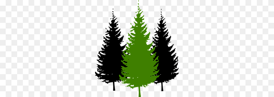 Trees Conifer, Fir, Plant, Tree Free Transparent Png