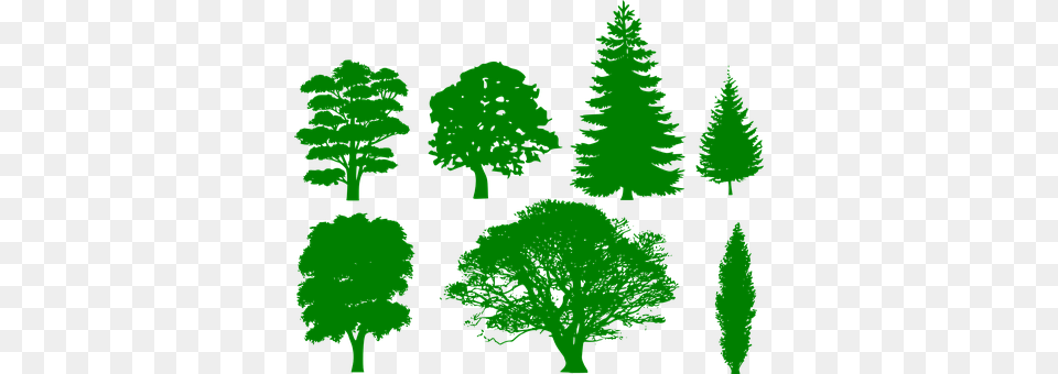Trees Vegetation, Tree, Fir, Green Free Transparent Png