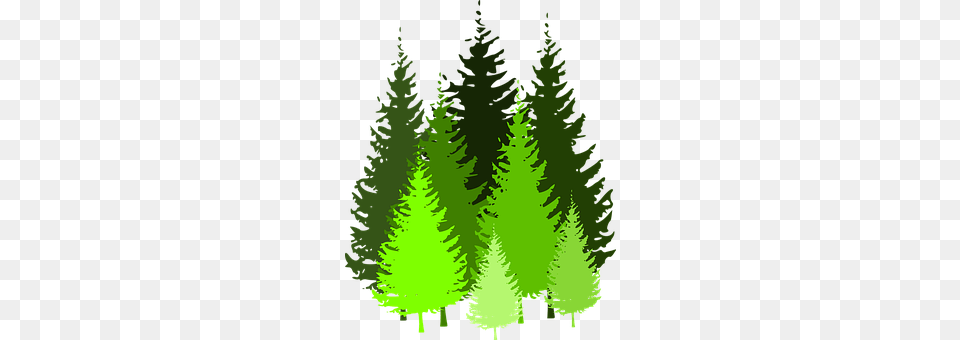 Trees Fir, Green, Tree, Pine Free Png