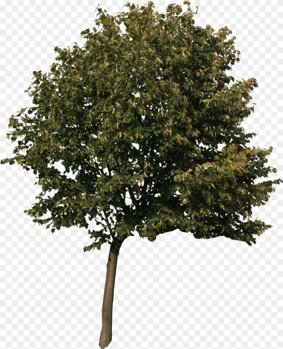 Trees 3d Max Tree Model, Pattern, Polka Dot Png