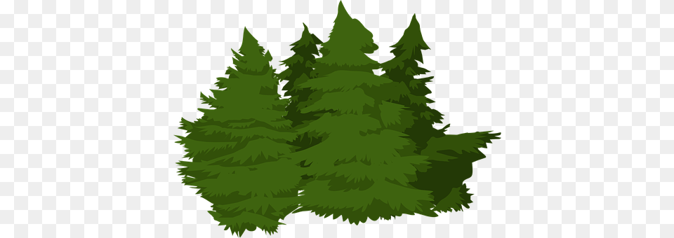 Trees Fir, Green, Plant, Tree Free Png Download