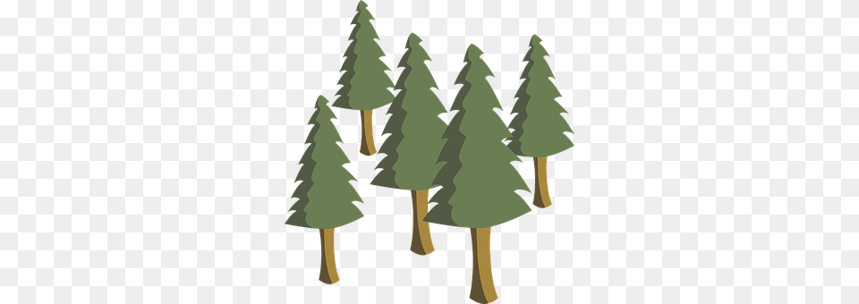 Trees Plant, Tree, Fir, Pine Free Transparent Png