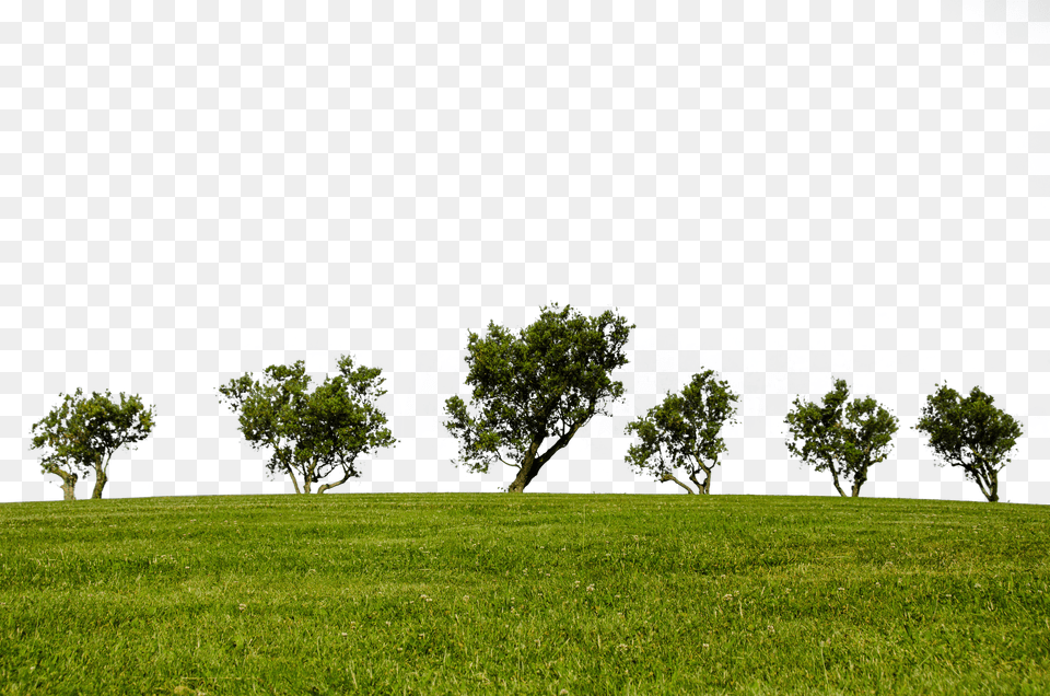 Trees Clip Png