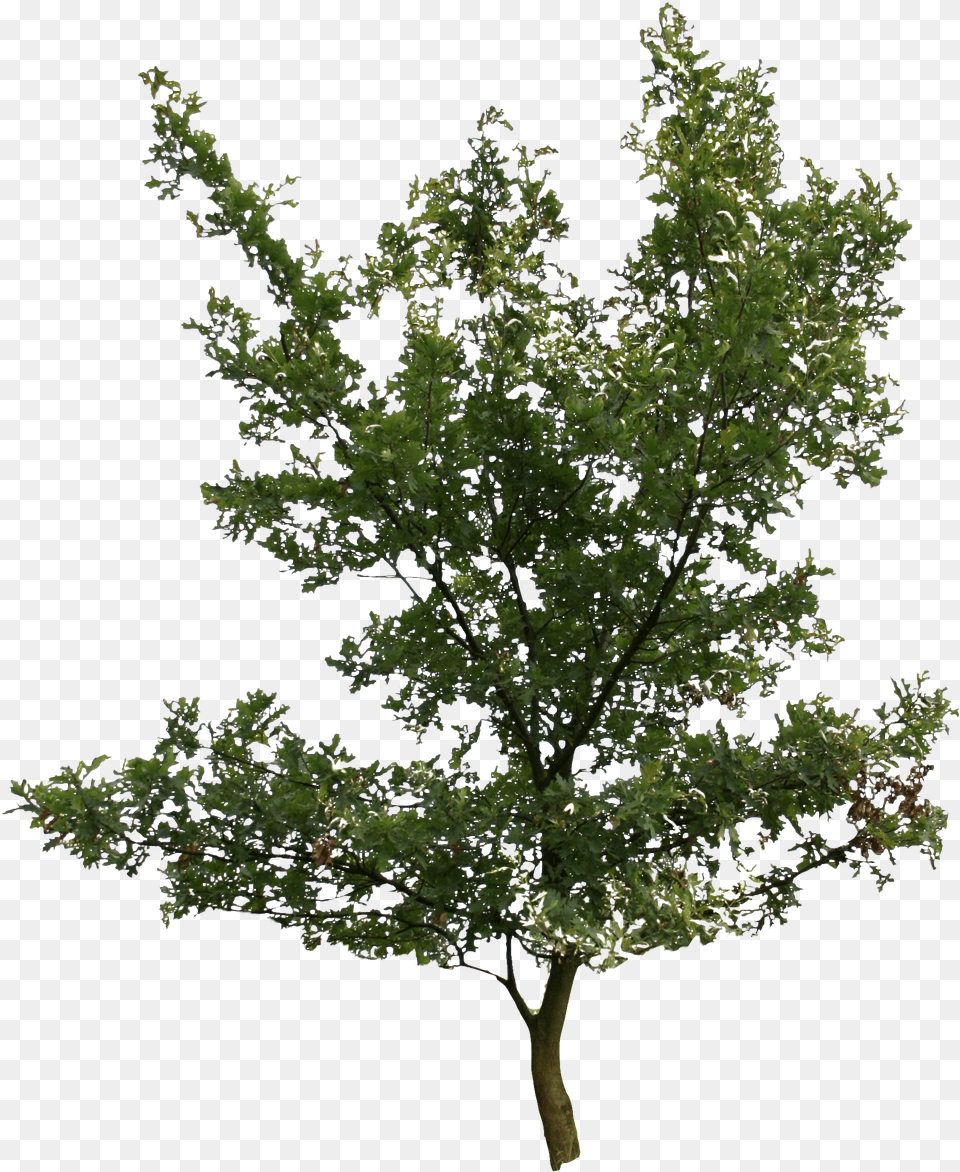 Trees Alder Birch, Leaf, Oak, Plant, Sycamore Png Image