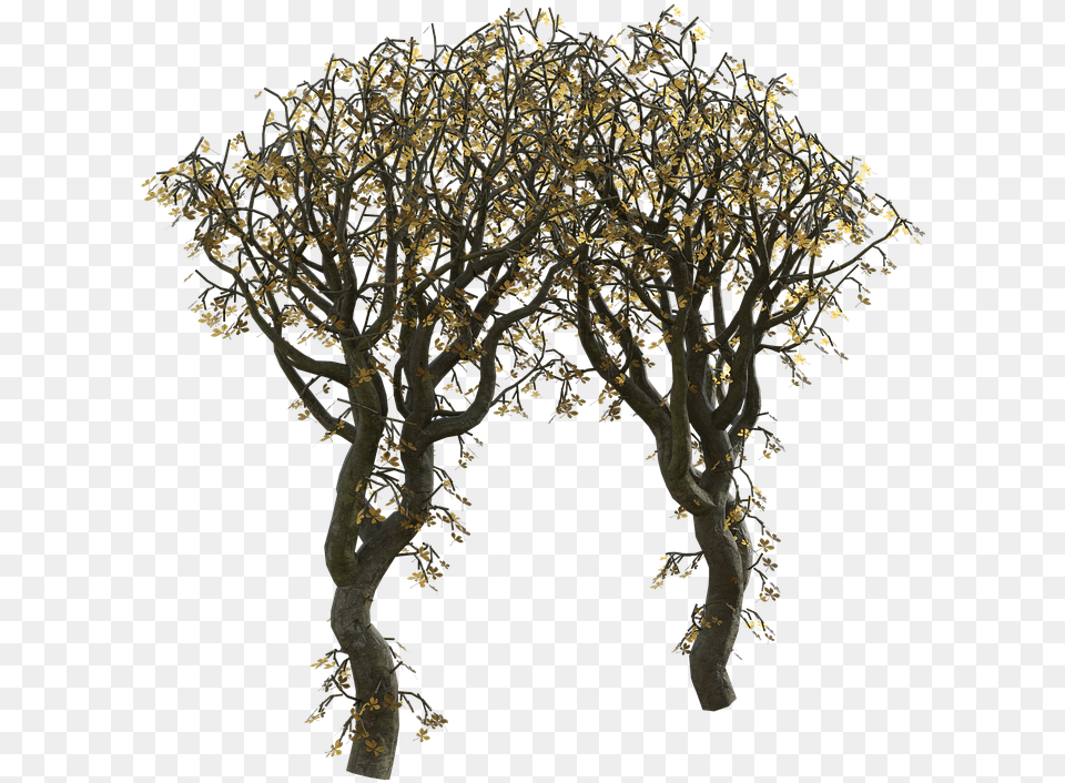 Trees Arch Leaves Mexican Pinyon, Plant, Tree, Tree Trunk, Potted Plant Free Png Download