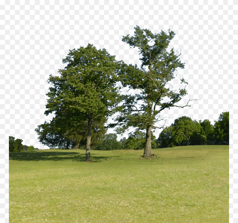 Trees Background, Tree Trunk, Grass, Tree, Lawn Free Transparent Png
