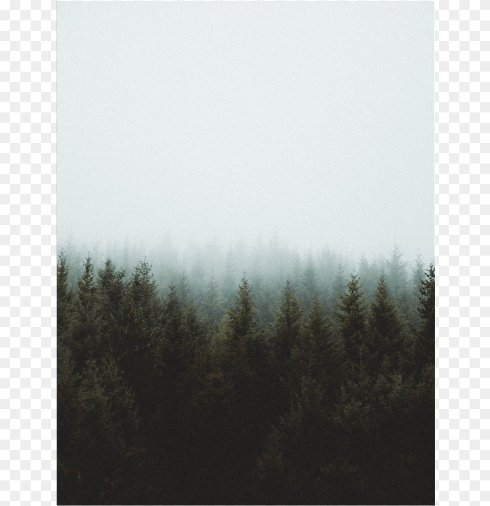 Trees Background Overlay Sky Cloudy Fog Grove, Mist, Nature, Outdoors, Weather Free Transparent Png