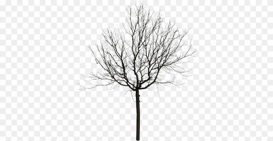 Trees Black And White Vector Stock Tree Black White, Frost, Ice, Nature, Outdoors Free Transparent Png