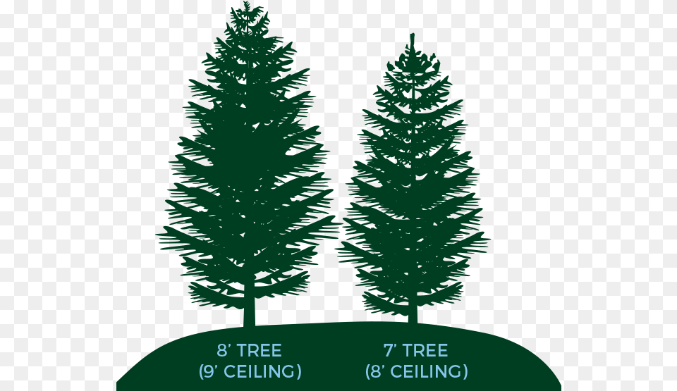 Trees Christmas Tree, Fir, Pine, Plant, Conifer Png Image