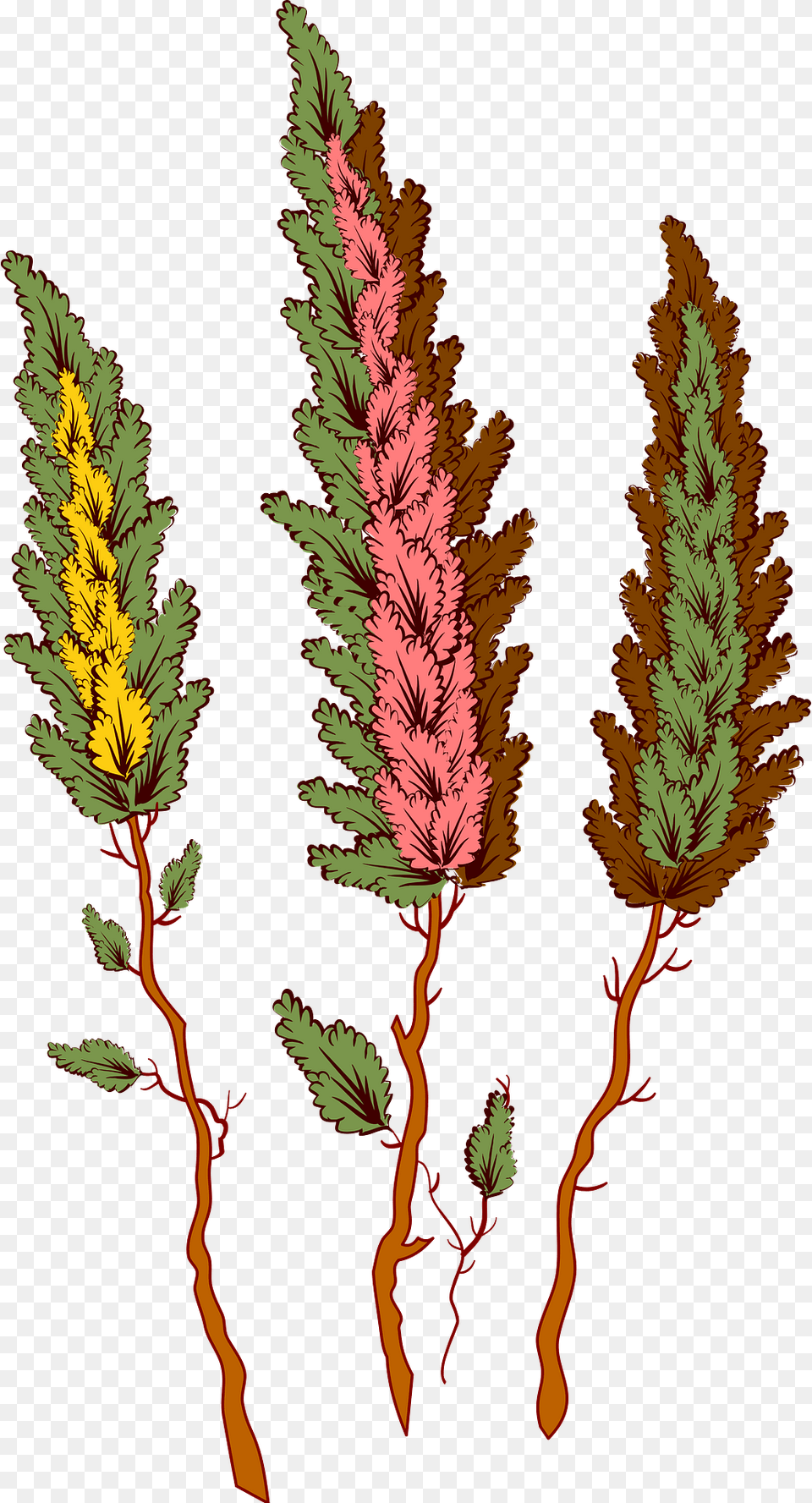 Trees Clipart, Amaranthaceae, Grass, Pattern, Plant Png Image
