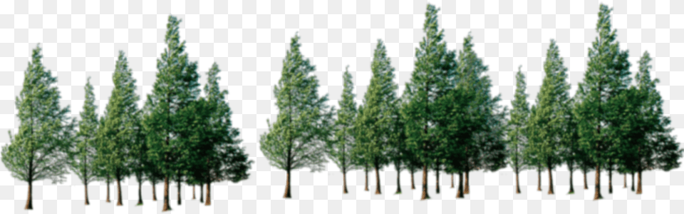 Trees Download Forest Of Trees, Conifer, Vegetation, Tree, Plant Png Image