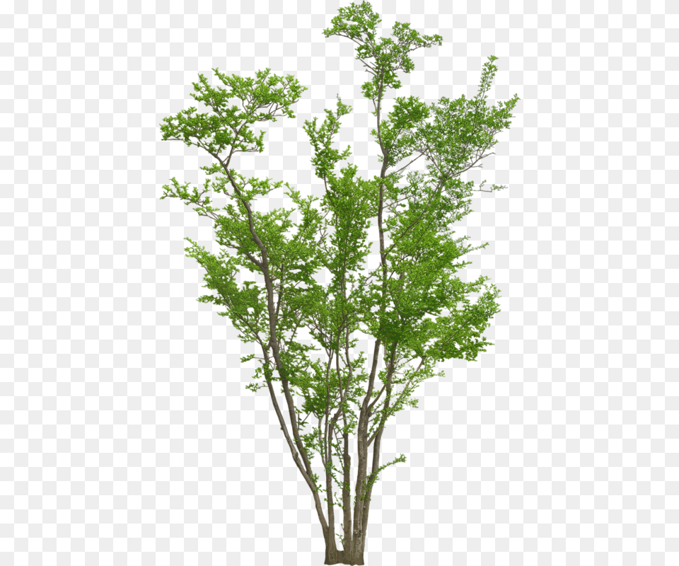 Trees Elevation For Photoshop, Conifer, Green, Oak, Plant Png