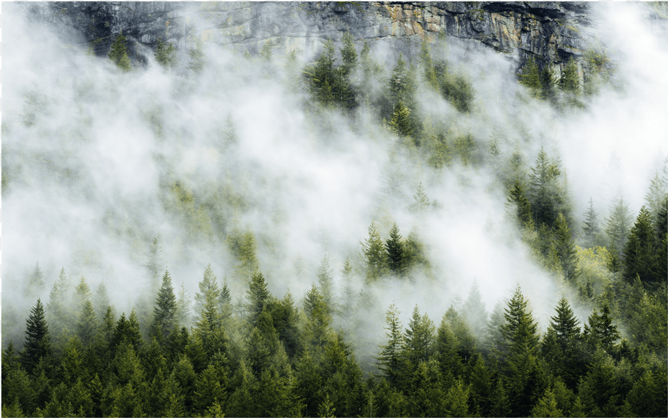Trees Fog Clouds Rock Background Overlay Shortleaf Black Spruce, Outdoors, Weather, Vegetation, Nature Free Transparent Png