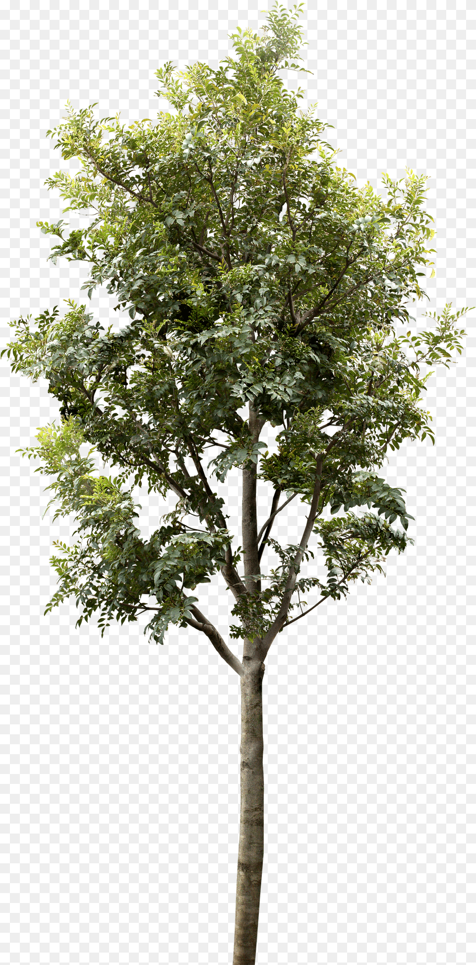 Trees For Architectural Rendering Free Png
