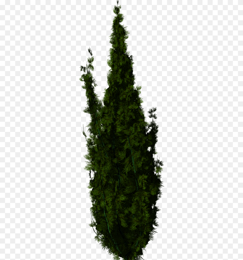 Trees For Photoshop, Conifer, Fir, Plant, Tree Png