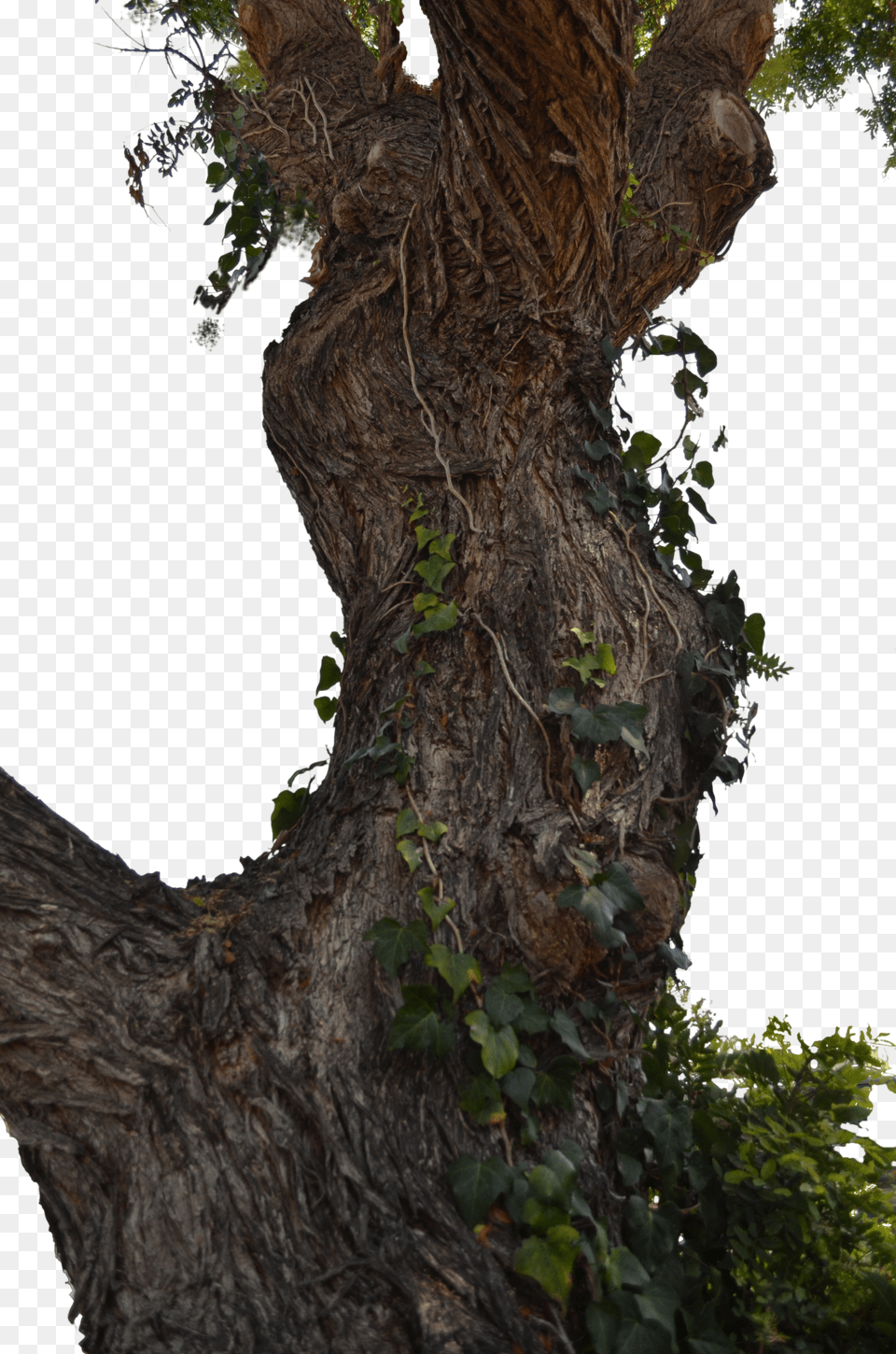 Trees For Photoshop, Plant, Tree, Tree Trunk, Ivy Free Transparent Png
