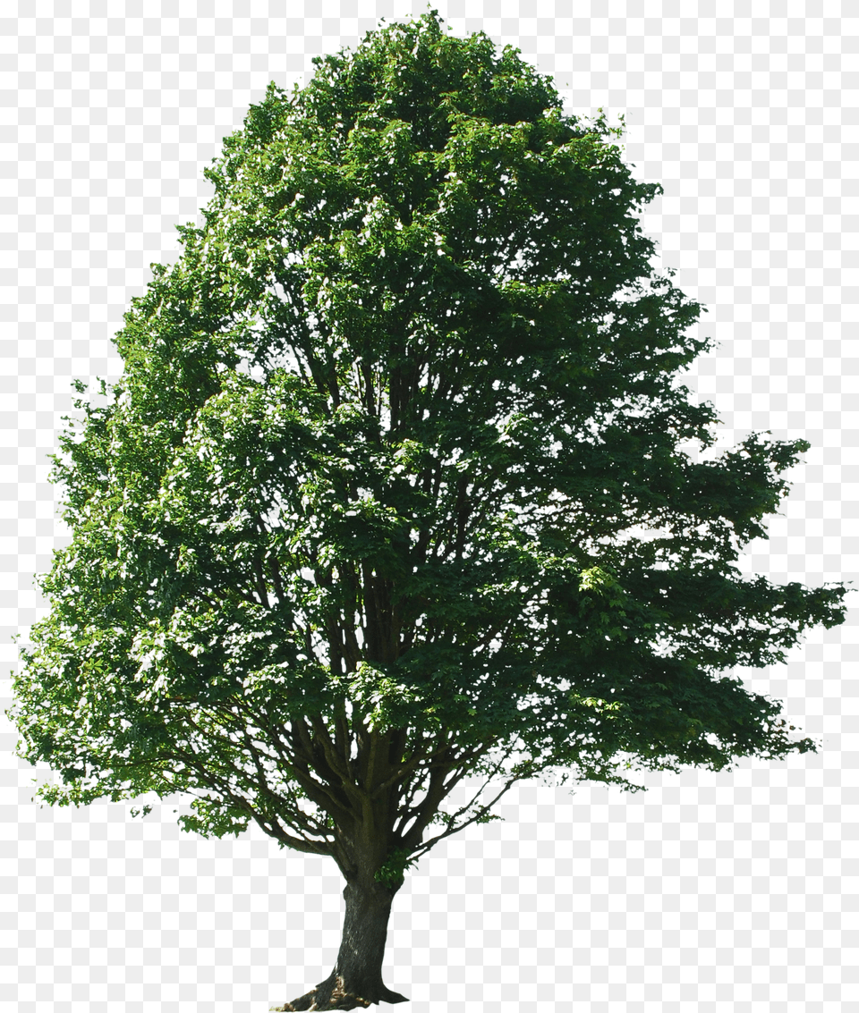 Trees For Photoshop Tree Entourage Png