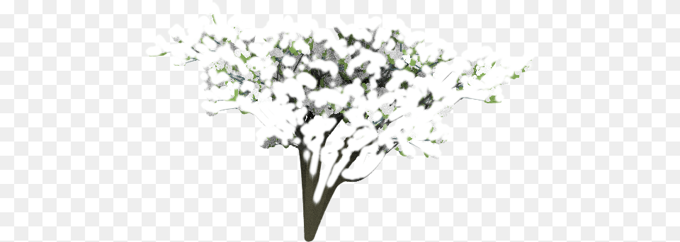 Trees For Project Dogwaffle Bouquet, Plant, Tree, Flower, Art Free Png Download