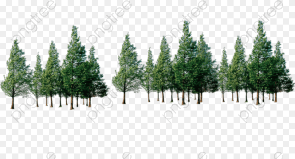 Trees Forest Row Transparent Clipart Image And Forest, Conifer, Vegetation, Tree, Plant Free Png Download