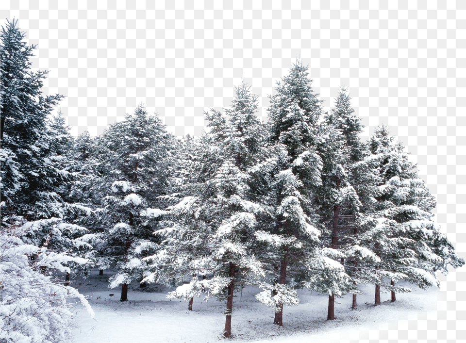 Trees Forest Winter Snow Frost Snow Covered Trees Free Png