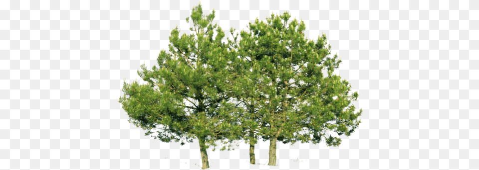 Trees From Above Picture Pine, Conifer, Plant, Tree, Fir Png