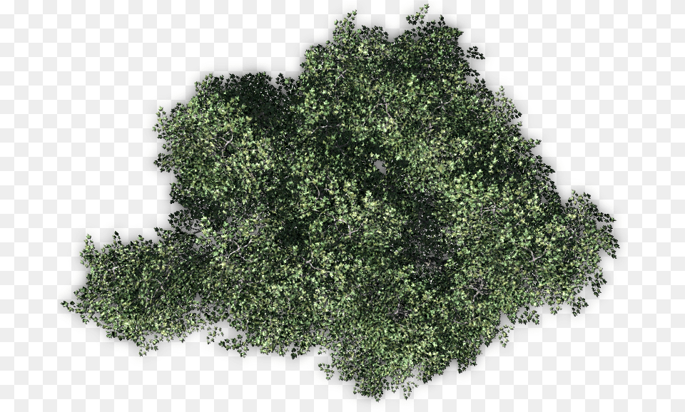 Trees From Above Transparent Tree From Above, Mineral, Plant, Vegetation, Moss Free Png Download