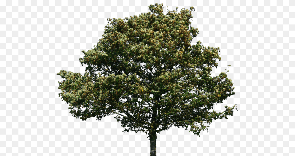 Trees Green Oak Tree No Background, Plant, Sycamore, Tree Trunk Free Transparent Png