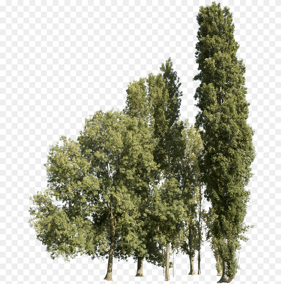 Trees Group Large Tree Cut Out, Oak, Plant, Sycamore, Conifer Free Transparent Png