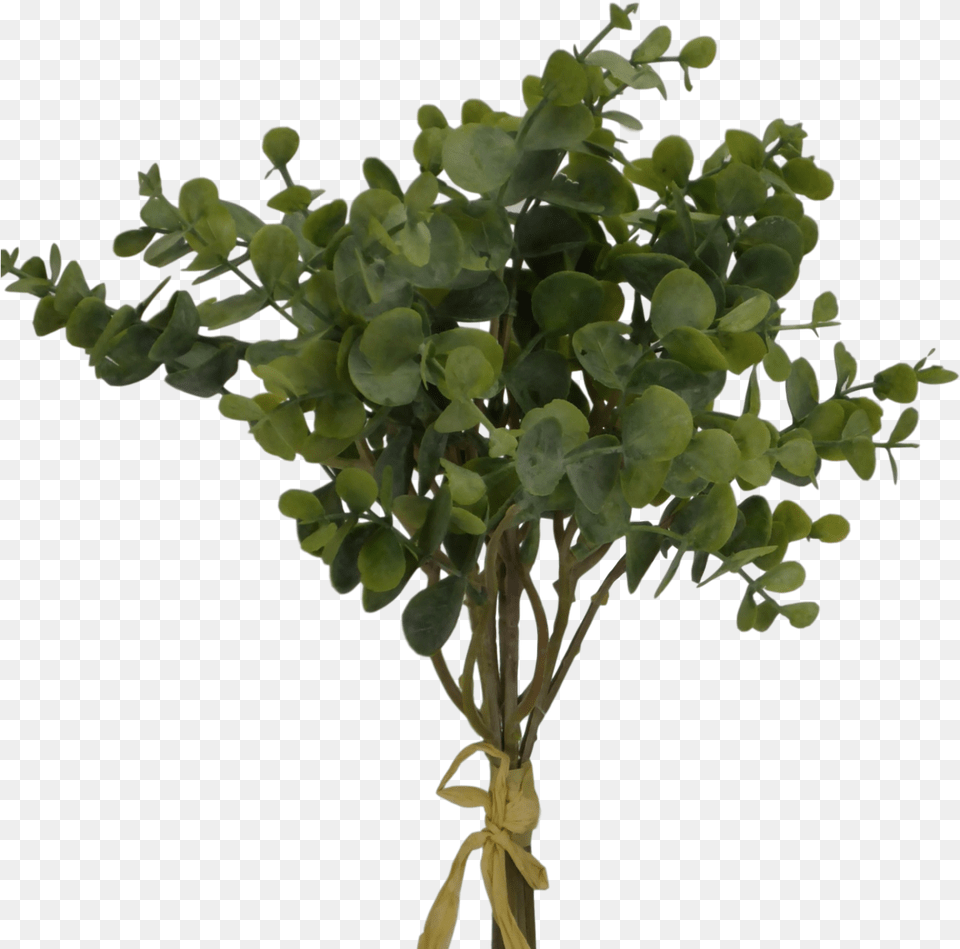 Trees Hd, Potted Plant, Leaf, Plant, Vase Free Png