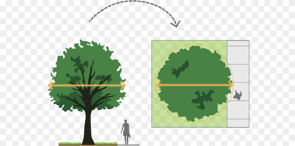 Trees In Abbotsford Urban Forestry Strategy Letu0027s Talk Palm Tree, Plant, Vegetation, Chart, Plot Free Transparent Png