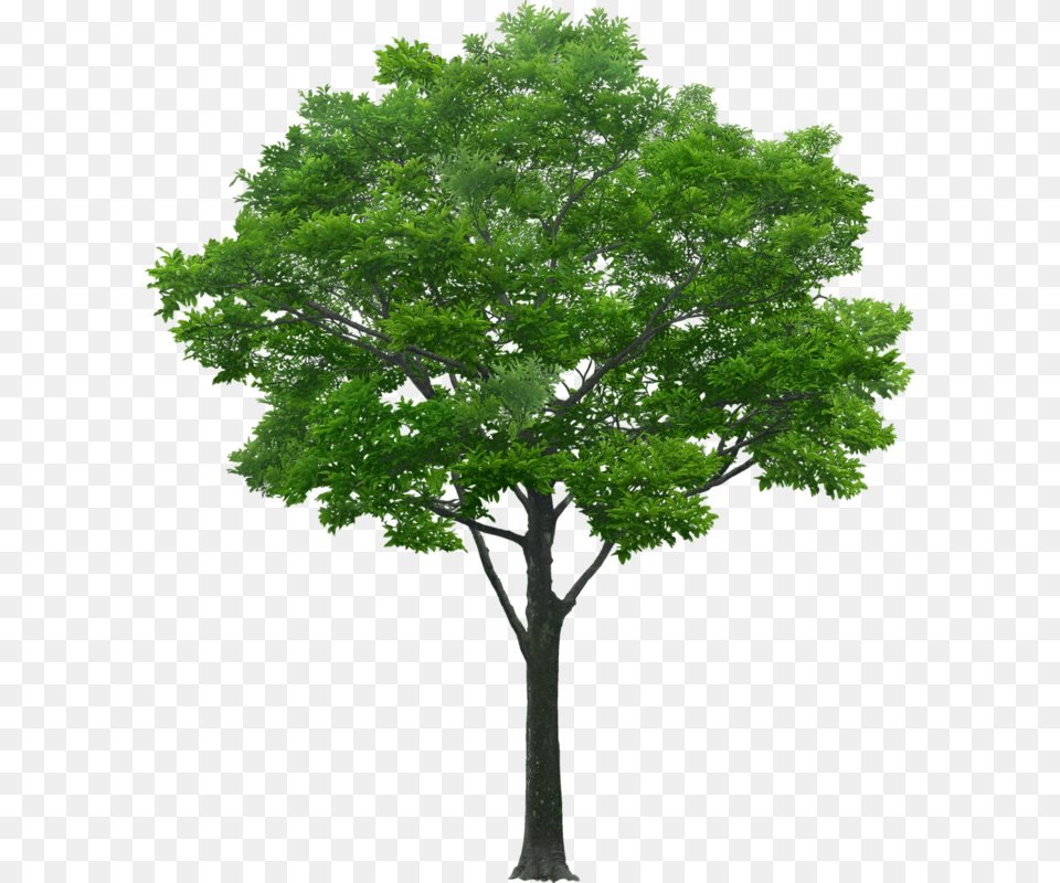 Trees In Elevation For Photoshop, Oak, Plant, Sycamore, Tree Png Image