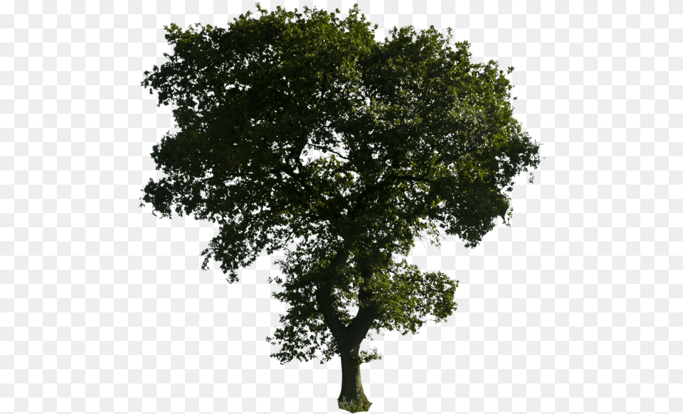 Trees In Format Tree No Background, Oak, Plant, Sycamore, Tree Trunk Png