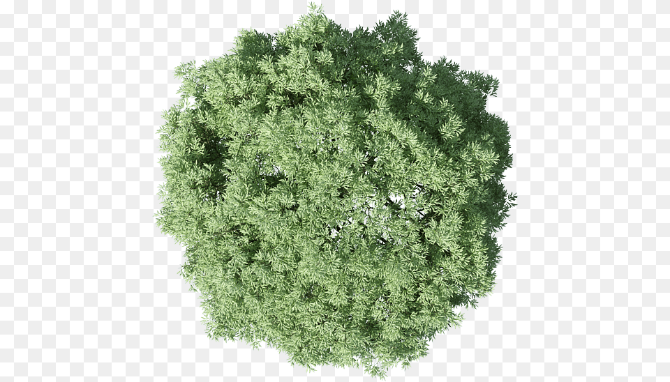 Trees In Plan, Plant, Moss, Vegetation, Tree Free Png Download