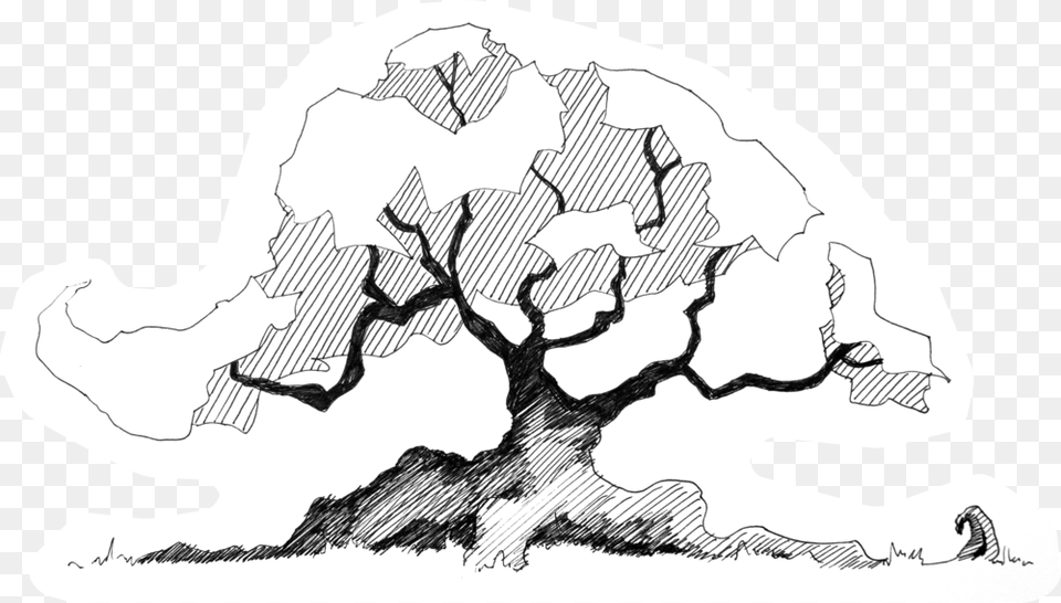 Trees In Plan Line Art, Drawing, Baby, Person, Ct Scan Png Image