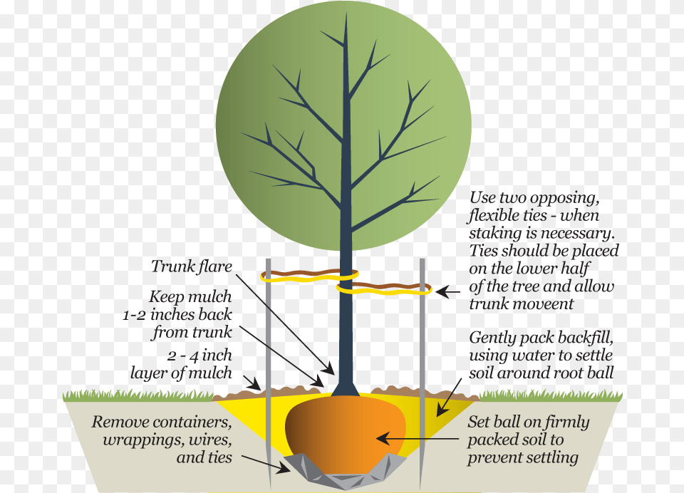 Trees In Plan Planting New Trees Diagram Diagram, Leaf, Plant, Advertisement, Poster Free Png Download