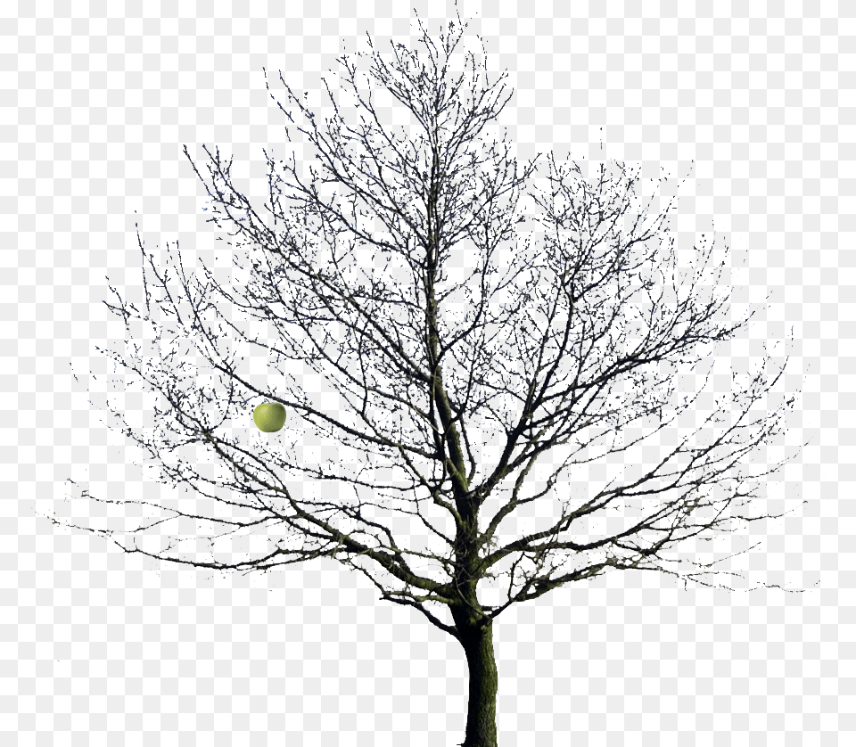 Trees In Winter, Plant, Tree, Oak, Tree Trunk Png Image